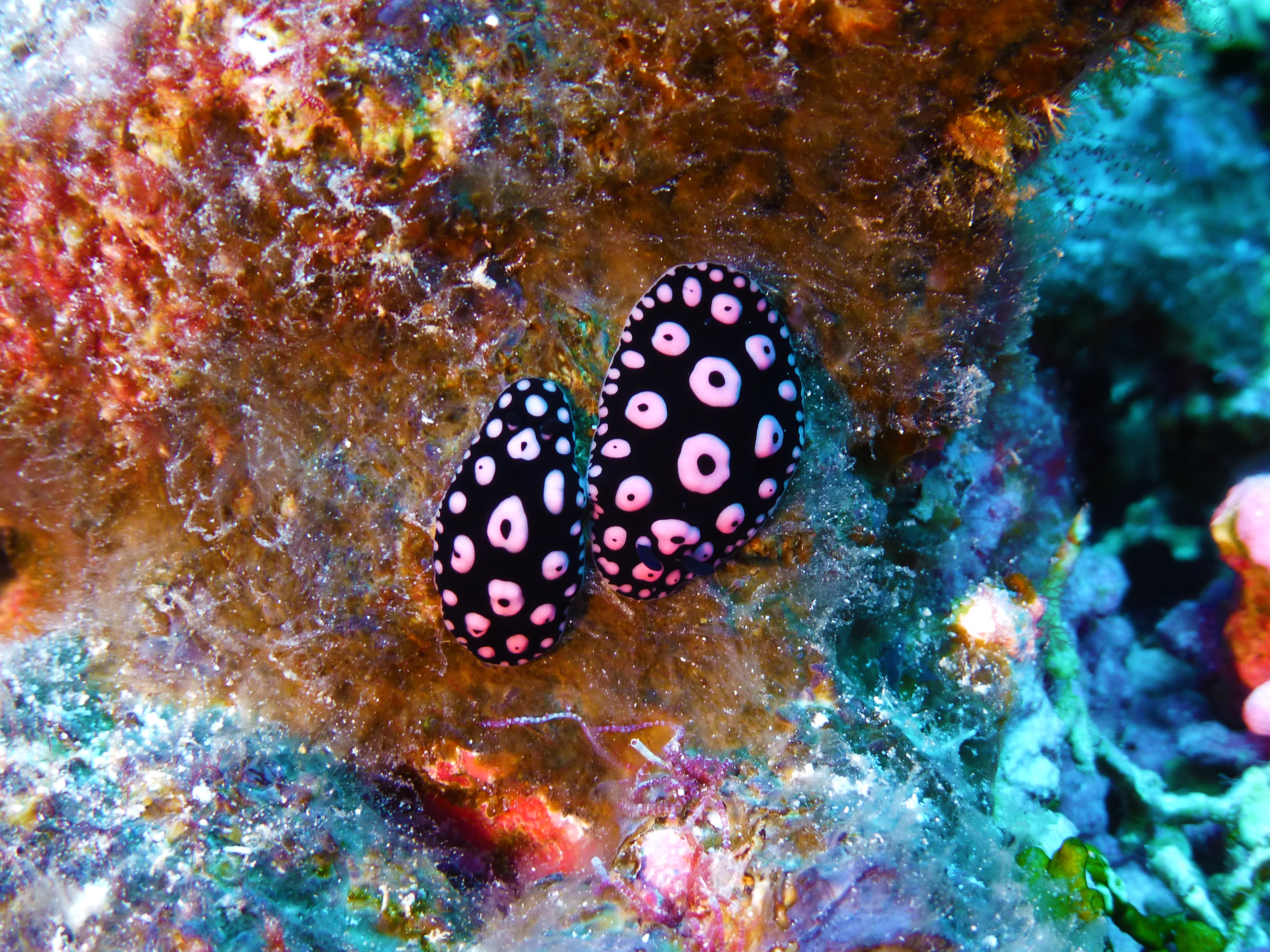 Phyllidiella annulata nudibranches, Rangiroa, French Polynesia 2023.